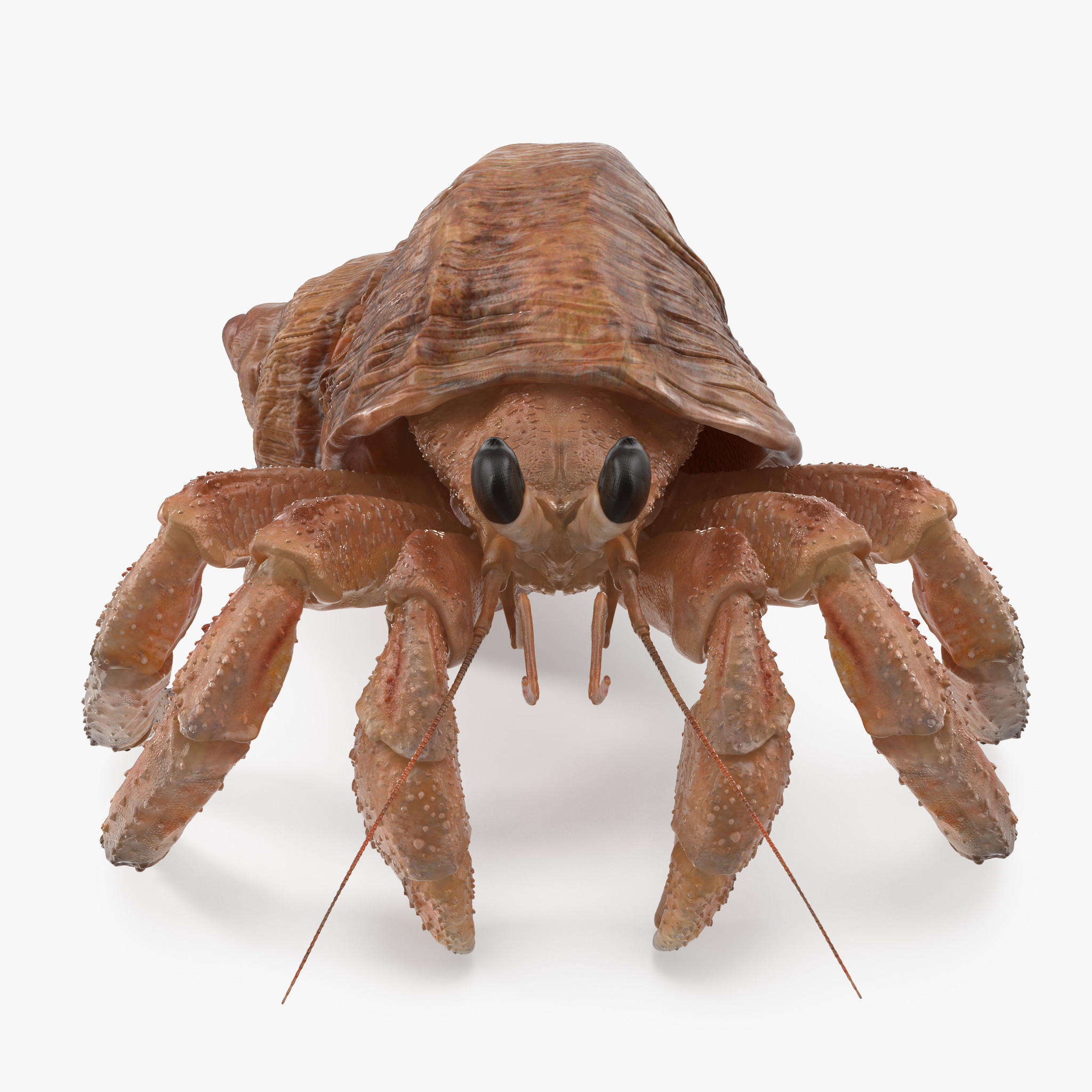 Hermit Crab