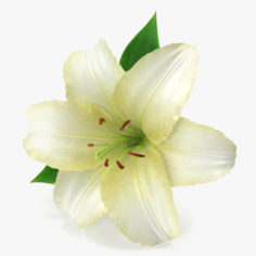 White Lily 2 model