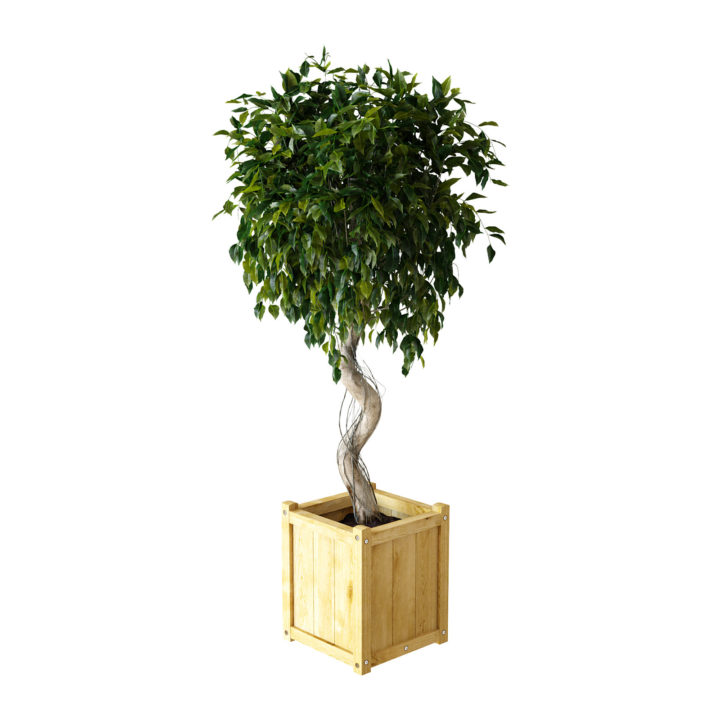 Ficus Benjamina