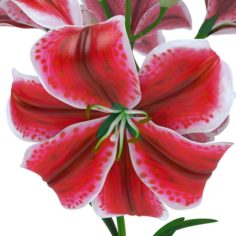 Lily tiger pink 3D Model