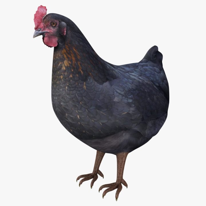 Hen