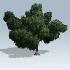 Simple Tree 02