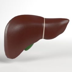 Anatomy – Human Liver and Gallbladder
