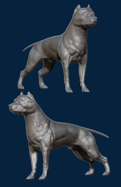 Pitbull 3D Model