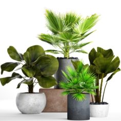 Collection palms pots 3D Model