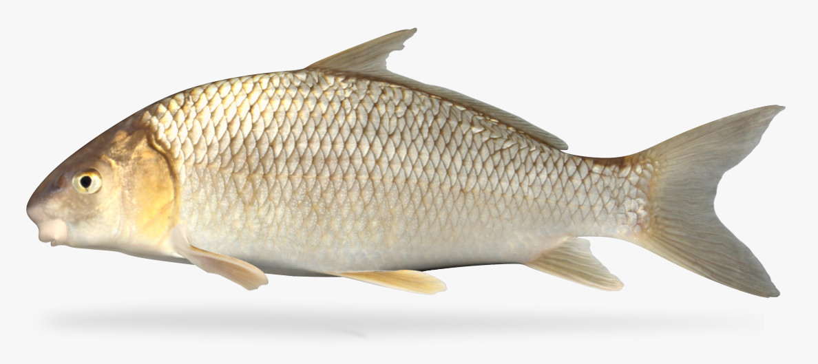 Carpiodes carpio River Carpsucker 3D model