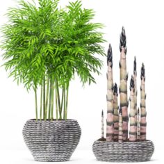Bamboo Trees 3D Model