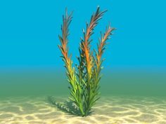 Aquatic Plant 10