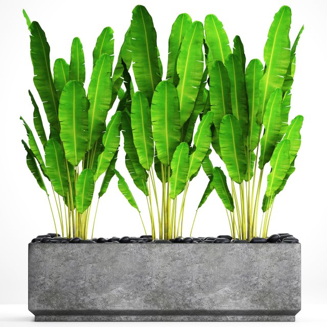 Collection plants banana 3D Model