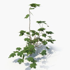 Ivy Plant 3D model