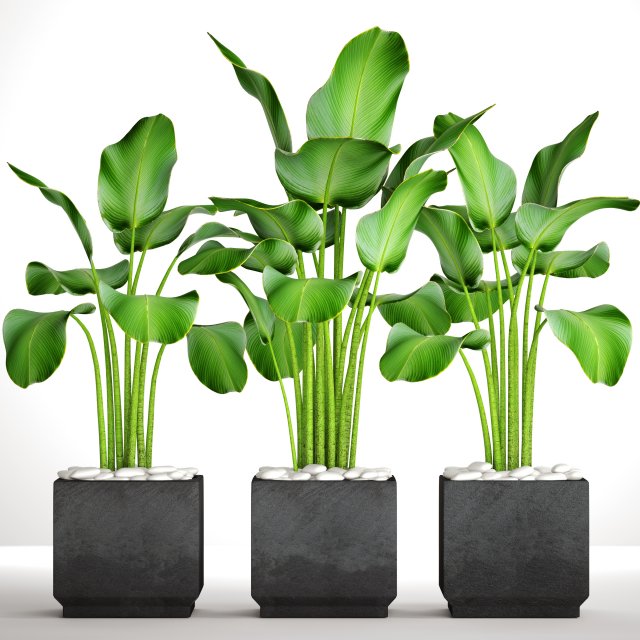 Collection plants banana 3D Model