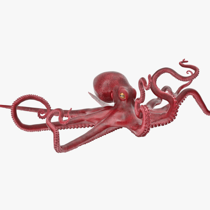 Large Octopus Vulgaris