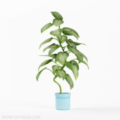 3D Plant Model