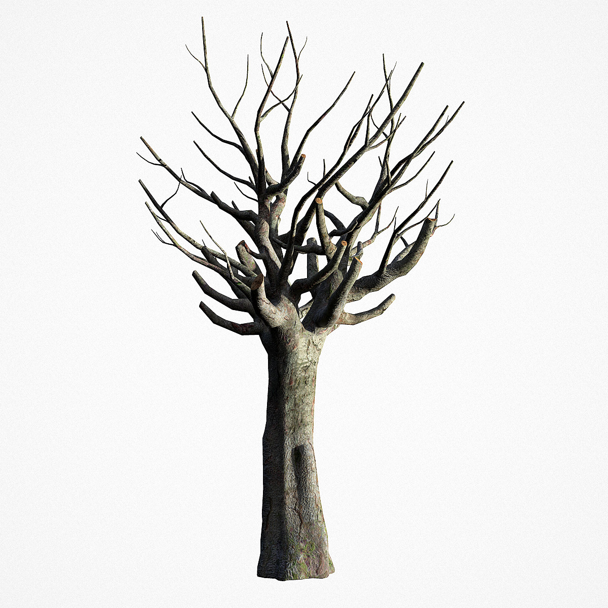 Old Tree