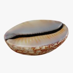 Sea Shell 4