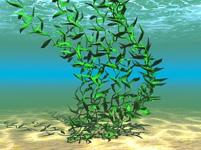 Aquatic Plant 08