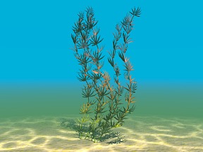 Aquatic Plant 06