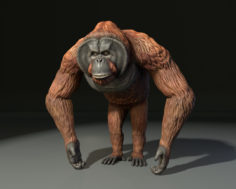 3D Bornean Orangutan Male model