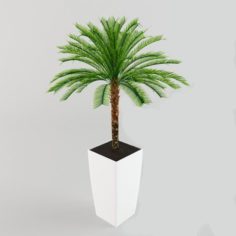 Low palm Cycas 3D Model