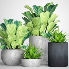Ficus lyrata pots 3D Model