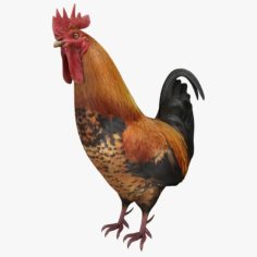 3D Rooster