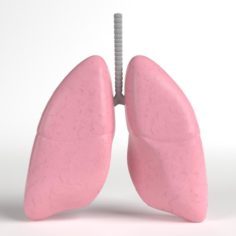 Anatomy – Human Lungs