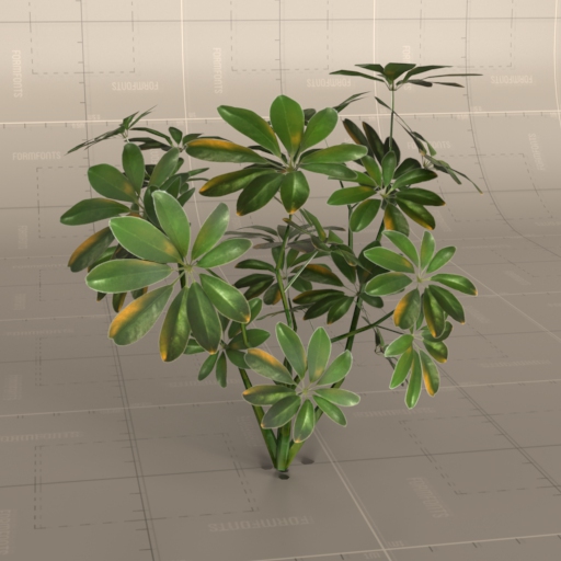 Schefflera 3D Model