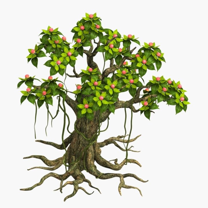 fruiter fruit tree apple tree plant leaf 3D Model