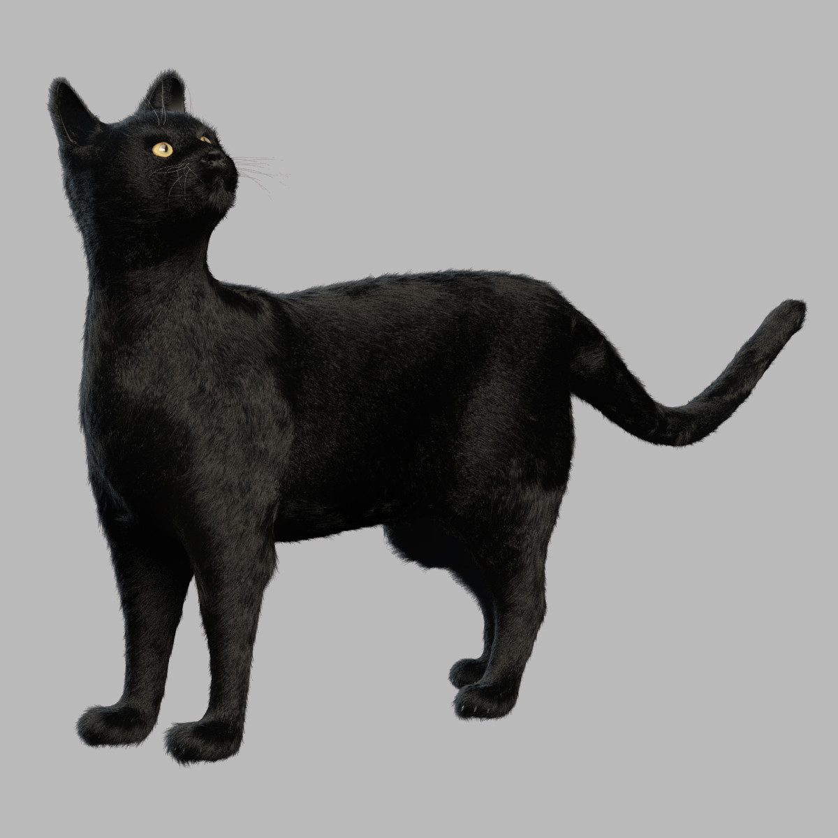 Black cat