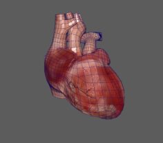 Heart model