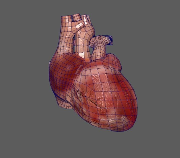 Heart model