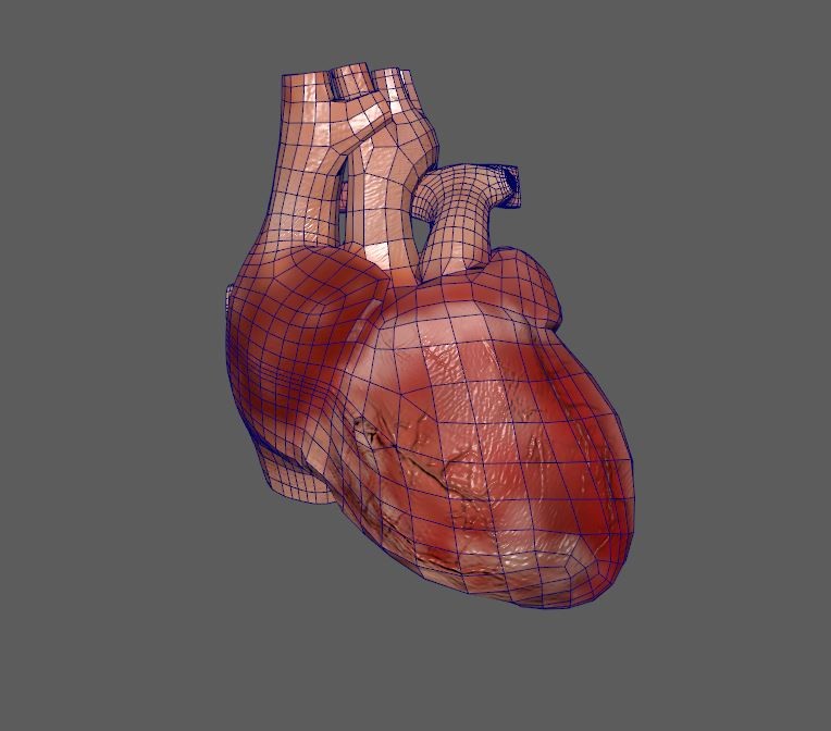 Сердце 3д модель. 3д модель сердце низкополигональное. Сердце человека анатомия 3d модель. Трехмерная модель сердца. Компьютерная модель сердца человека.