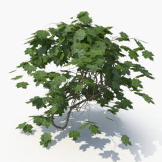 3D Ivy Plant