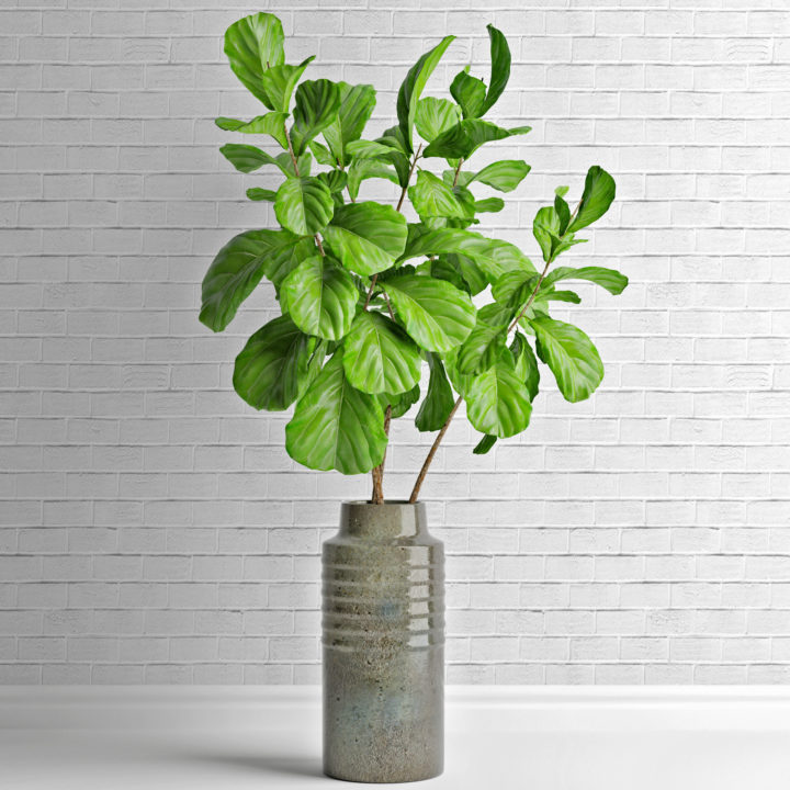 Ficus lyrata in vase