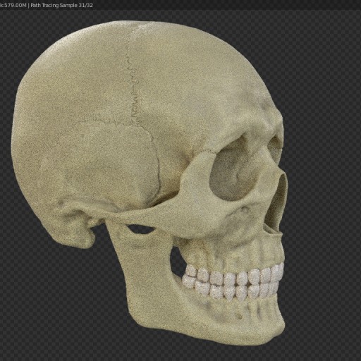 (WIP) Accurate human skull