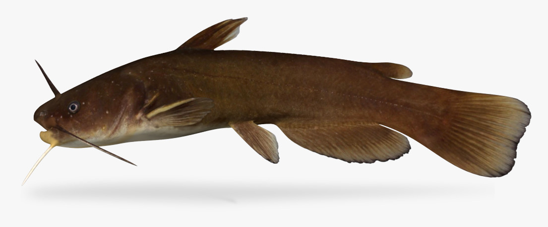3D Ameiurus natalis Yellow Bullhead