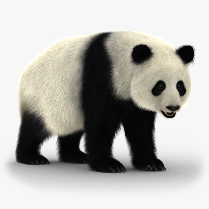 Giant Panda (2) (Rig) (Fur) 3D model
