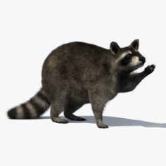 Raccoon Rigged