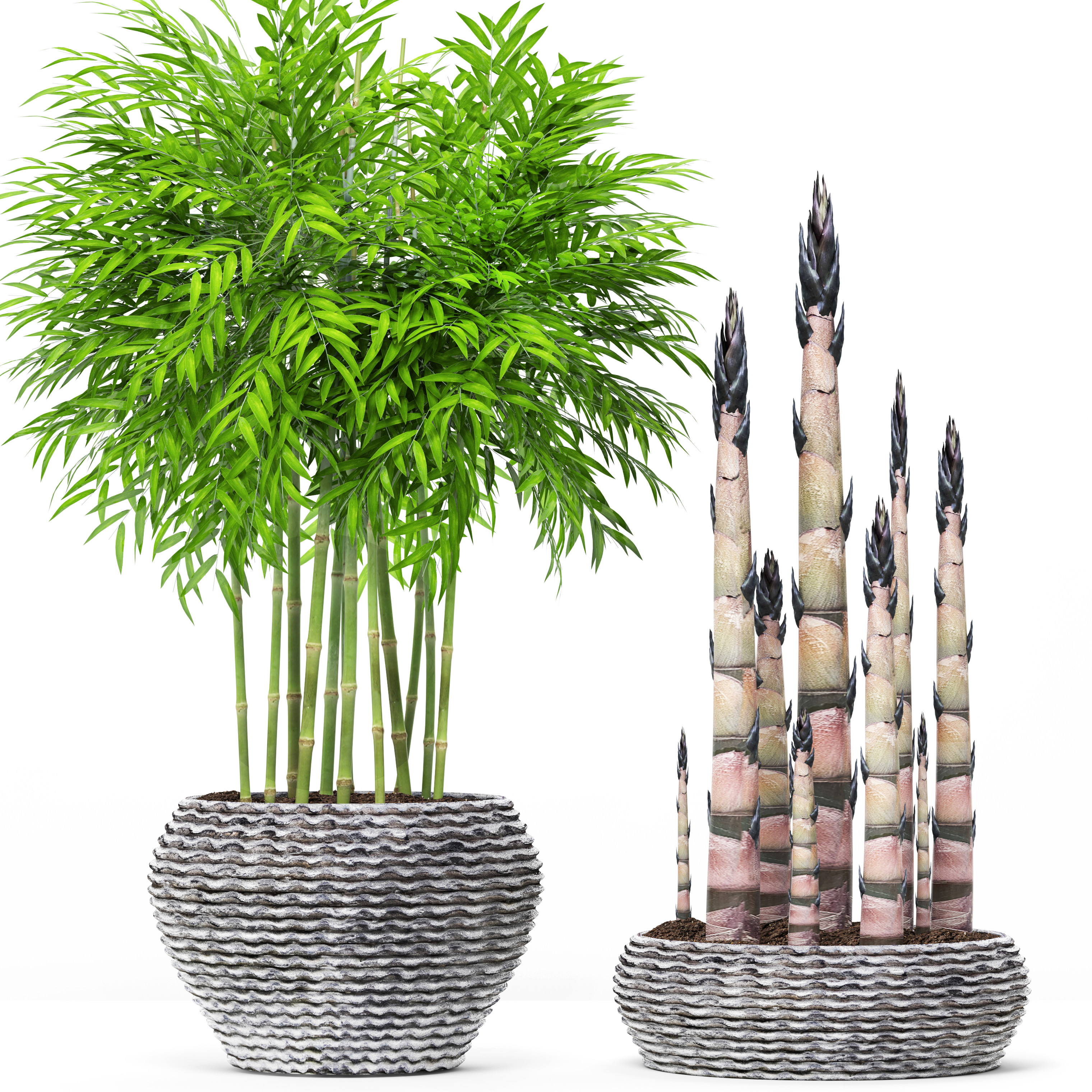 Bamboo Trees