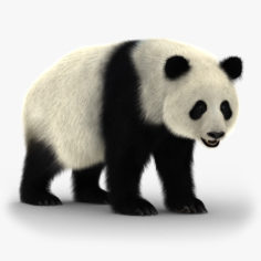 Giant Panda (2) (Rig) (Fur)