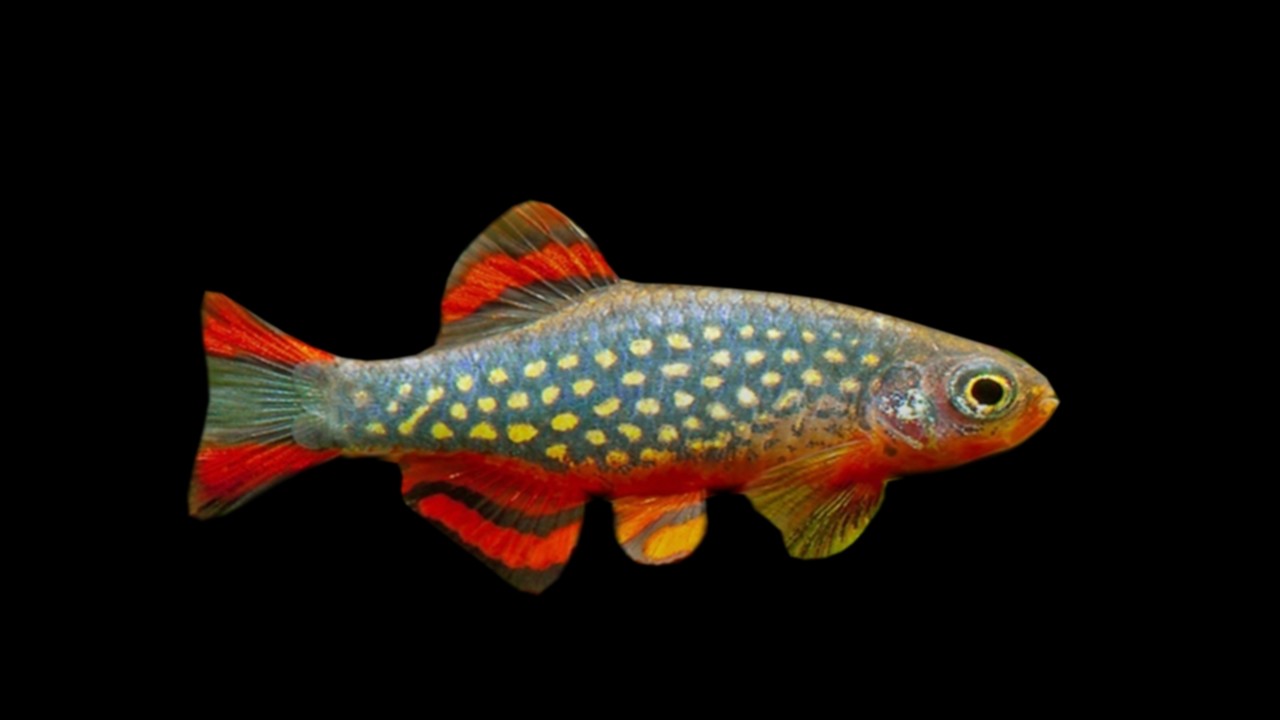 3D aquarium fish 3 3D Model