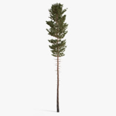 3D model scots pine 06 3D Model