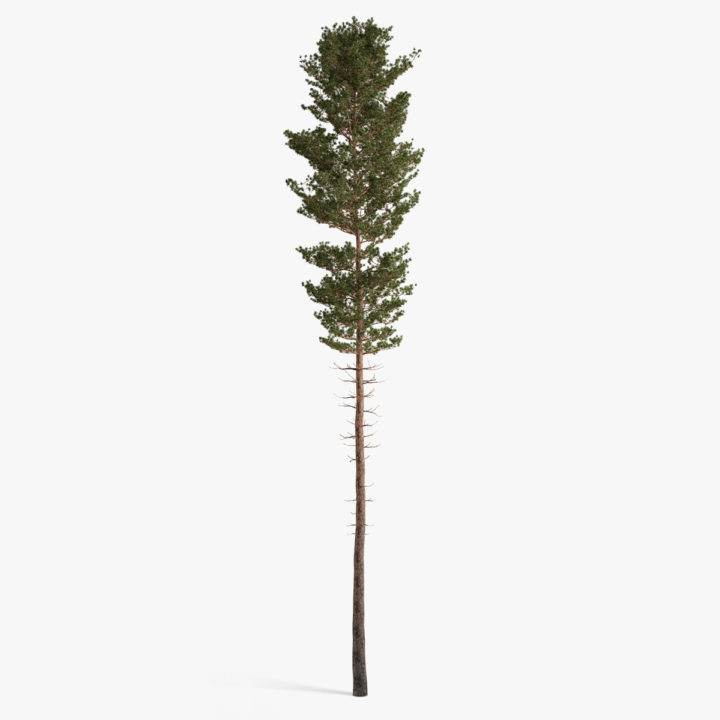 3D model scots pine 06 3D Model