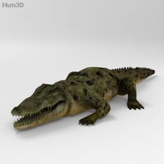 Common Crocodile High Detailed 3D Model