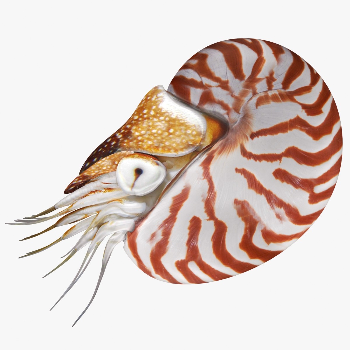 Моллюски внутренний скелет. Наутилус Помпилиус моллюск. Головоногие моллюски Наутилус. Наутилус моллюск живой. Наутилус Помпилиус моллюск раковина.