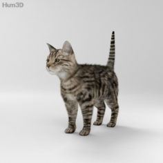 Cat HD 3D Model