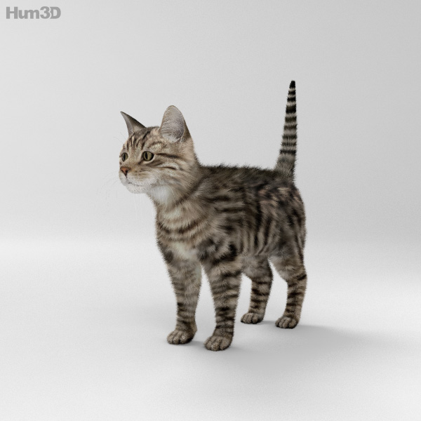 Cat HD 3D Model