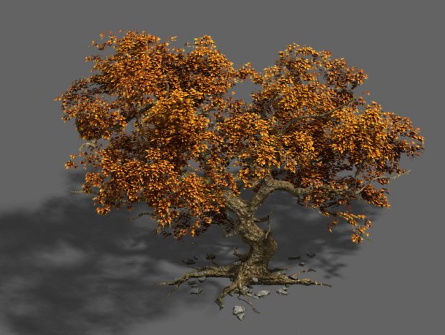 Plant – mangrove 1 3D Model