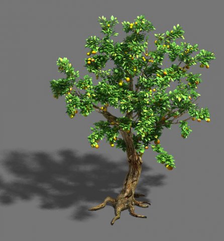 Woods – orange trees 3D Model