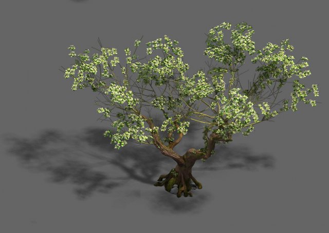 Plant – pear tree 3D Model